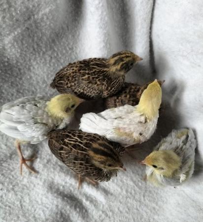 Image 3 of Chinese painted quail chicks for sale