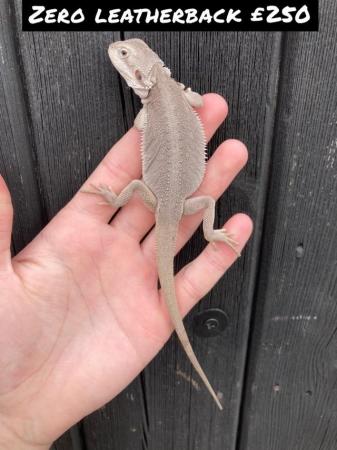 Image 2 of Various Bearded Dragon morphs available