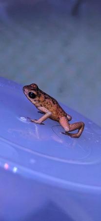 Image 10 of Oophaga pumilio 'bribri' dart frogs 0.0.3