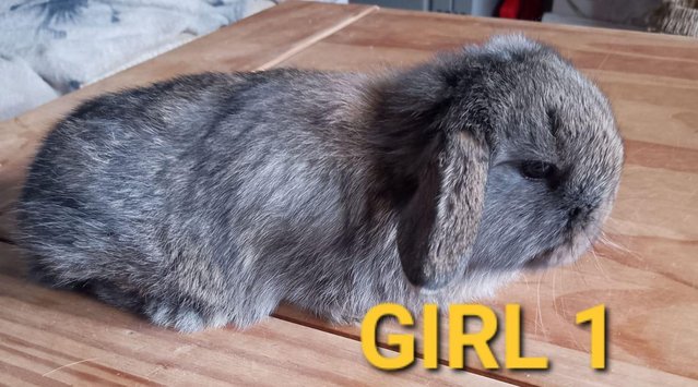 Image 4 of Stunning mini lop babies LAST GIRL AVAILABLE