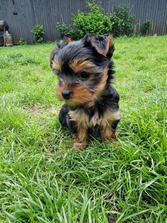 Image 3 of Yorkshire Terrier female available on 5th of June