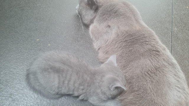 Image 3 of 7 week old half bengal kittens