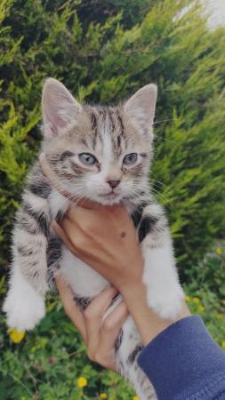 Image 6 of Tabby Kitten - 9 Weeks Old