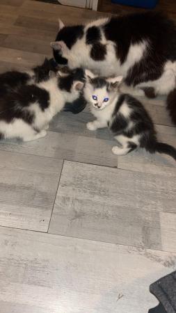 Image 5 of 4 kittens for sale looking for their forever sofa!!!