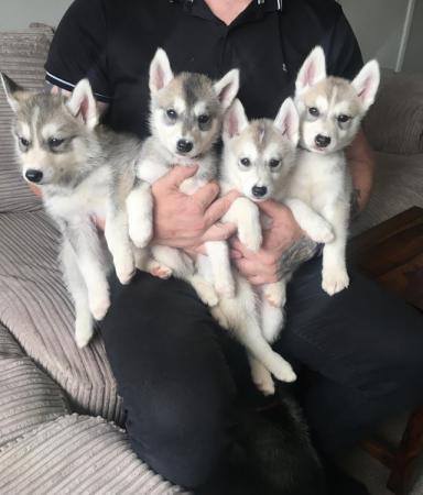 Image 7 of 2 gorgeous female’s left Siberian husky puppies for sale!