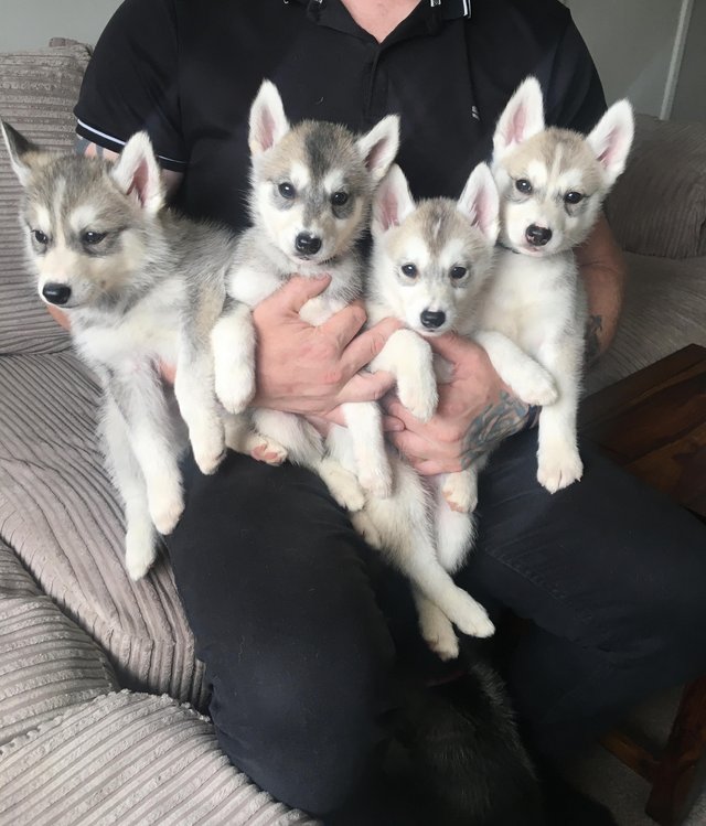 Preview of the first image of Gorgeous Siberian husky puppies for sale! Ready to leave now.