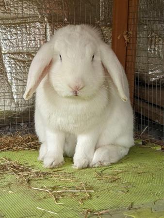 Image 6 of 2 rabbits for sale one female English lop ,one male Rex