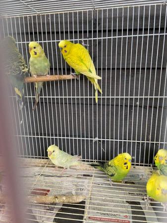 Image 5 of Pet type budgies now available to go