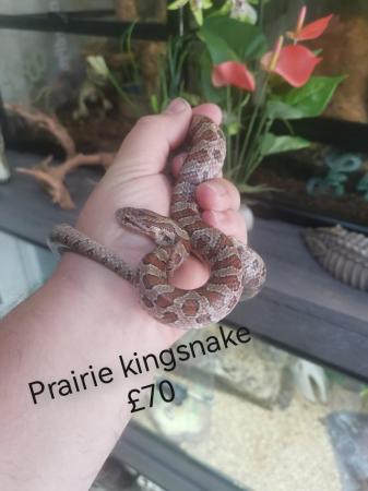 Image 4 of King and rat snakes available