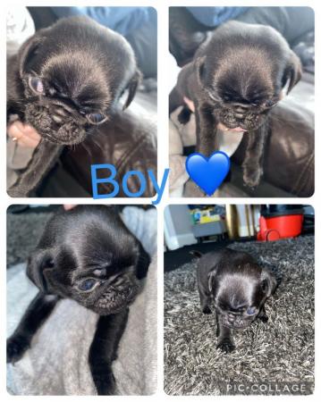 Image 1 of 7 week old pugs puppies not microchipped yet but will be