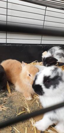 Image 5 of French Lops and Herlequin rabbits