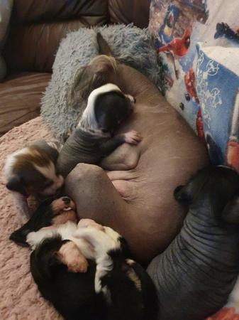 Image 4 of KC Chinese crested puppieslooking for their forever home