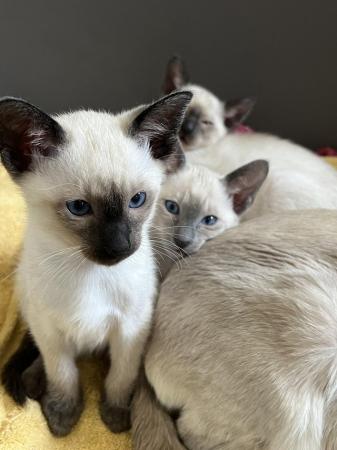 Image 9 of Adorable 100% pure Siamese kittens available