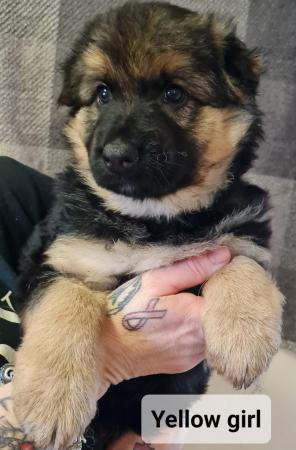 Image 6 of Gorgeous, fluffy, Homebred, full German Shepherd puppies