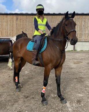 Image 2 of 15.3/16hh Bay Project Mare