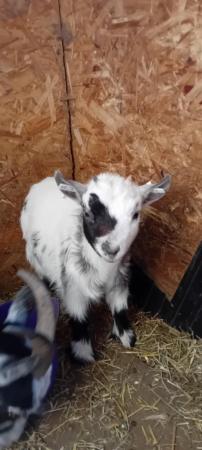 Image 1 of 15 week old registered female pygmy goat kid