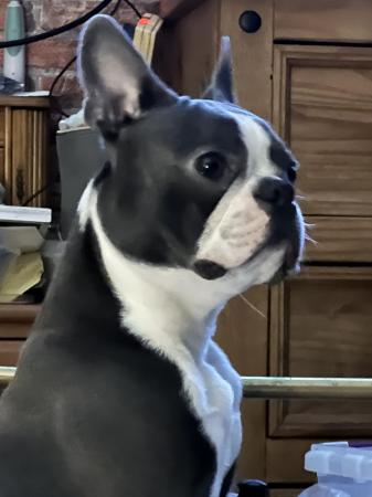 Image 28 of chunky rare colours full pedigree blue eyed Boston terriers