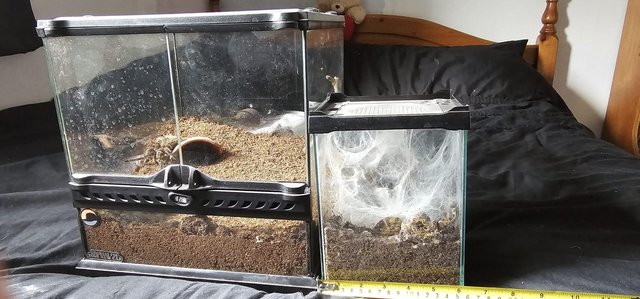 Preview of the first image of Tarantula for sale with enclosures.