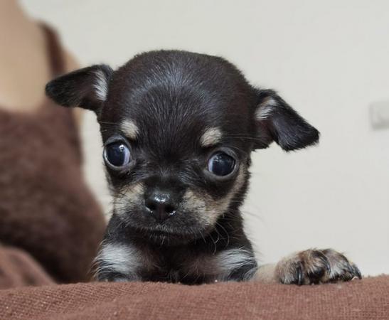Image 5 of Female Chihuahua Puppies
