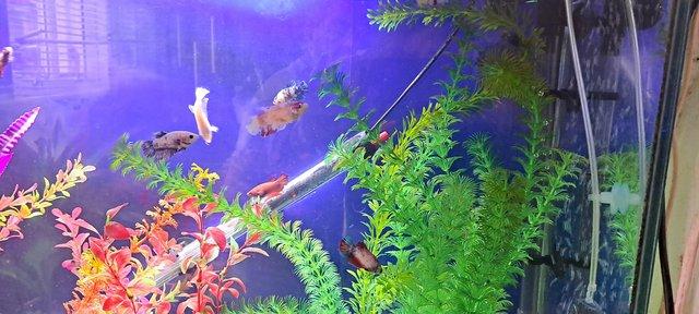 Image 4 of Tank full of tropical fish