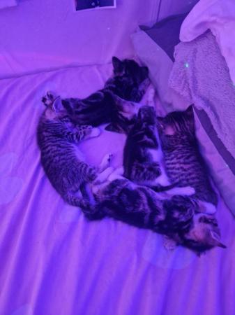 Image 6 of 3 beautiful tabby kittens for sale