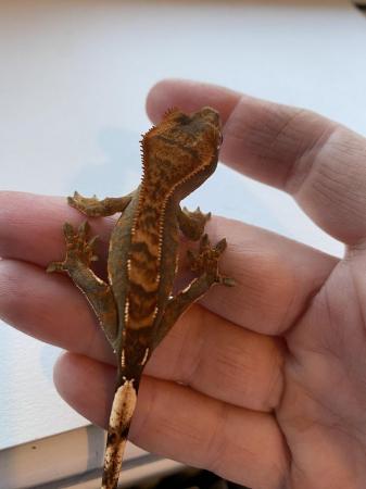 Image 1 of Unsexed crested gecko hatched 10th sept 2023