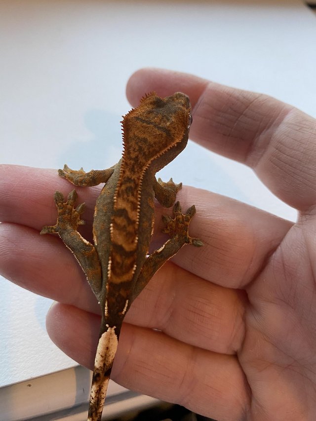 Preview of the first image of Unsexed crested gecko hatched 10th sept 2023.