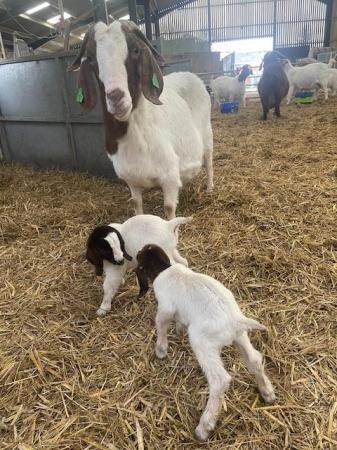 Image 9 of Pure Boer Goats for sale
