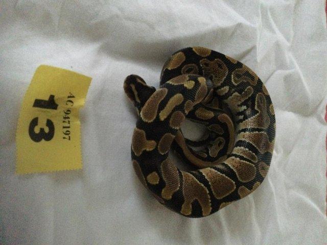 Preview of the first image of Pastel fire 100% het ghost baby ball python.