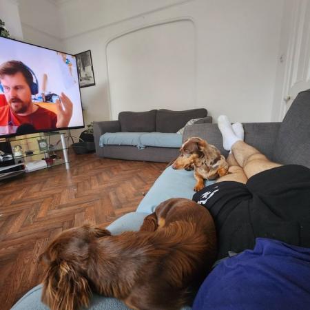 Dachshund puppies for sale in Dulwich, Greater London – 3 years old - Image 6 of 8