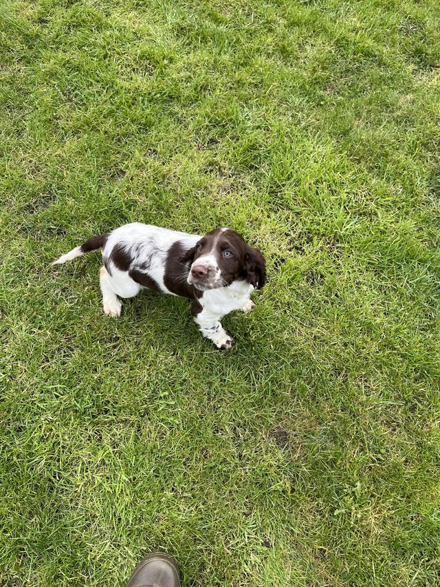 Liver and white springer spaniel sale for sale