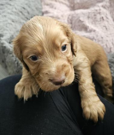 Image 9 of READY NOW!!! KC REGISTERED WORKING COCKER SPANIELS
