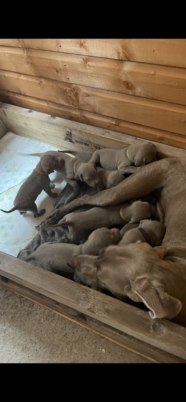Preview of the first image of Weimaraner puppies ready to leave on the 12th June.