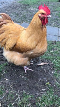 Image 1 of Pure buff Orpington day old chicks for sale