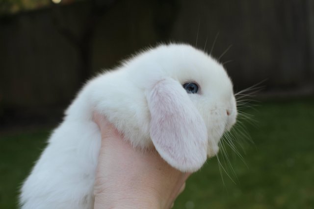 Image 1 of Gorgeous, friendly blue eyed white Mini Lop Buck Bunnies