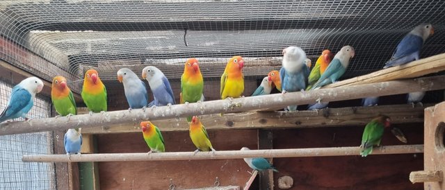 Image 3 of Less then 2 year old lovebirds for sale