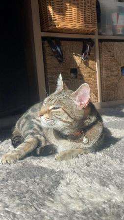 Image 1 of Egyptian Mau Cat for sale