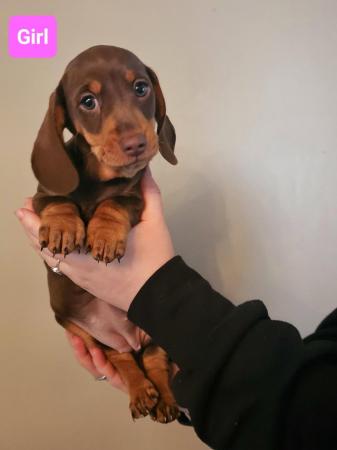 Image 6 of Miniature Dachshunds KC registered