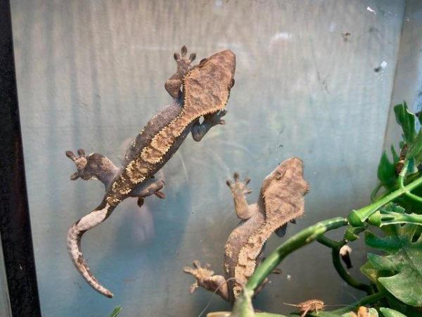 Image 3 of Crested Geckos at Birmingham Reptiles