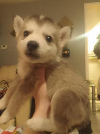 Image 5 of 7 gorgeous husky x alaskan puppies for sale