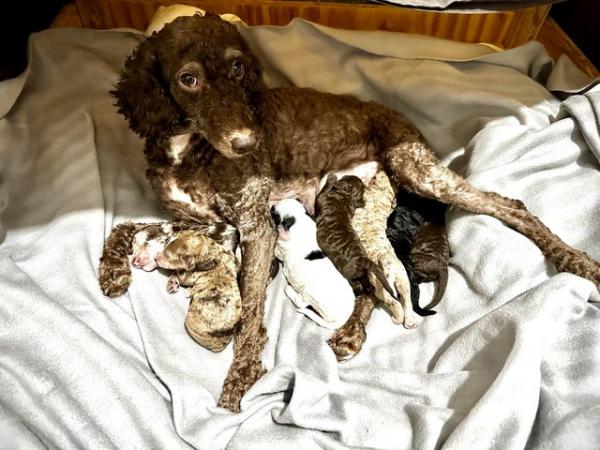 Image 3 of Extensively Health Tested Toy Poodle Puppies - Ready Now