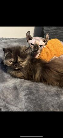 Image 3 of Gorgeous 7 month old Persian