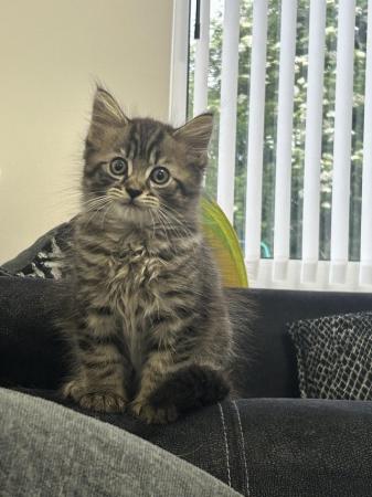 Image 1 of Gorgeous male kitten for sale