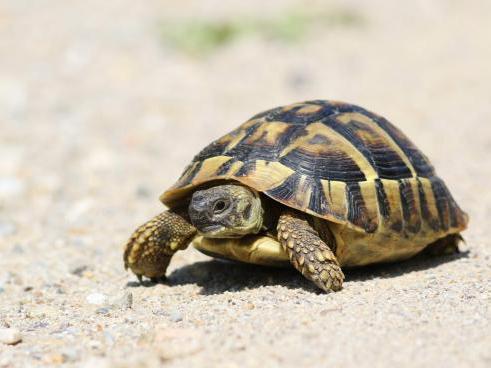 Image 4 of CB Baby Greek Spur-thighed Tortoises for sale