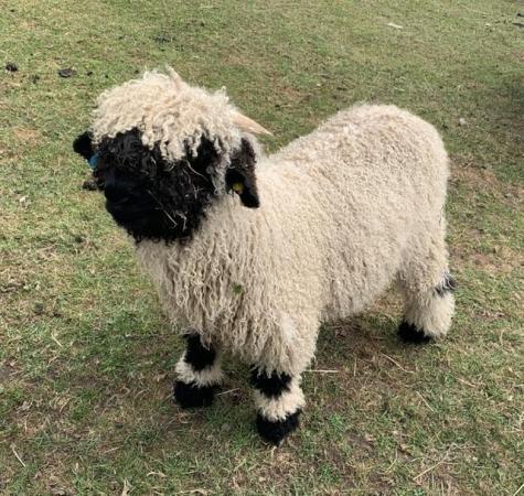 Image 8 of Valais Blacknose Ram Lambs available