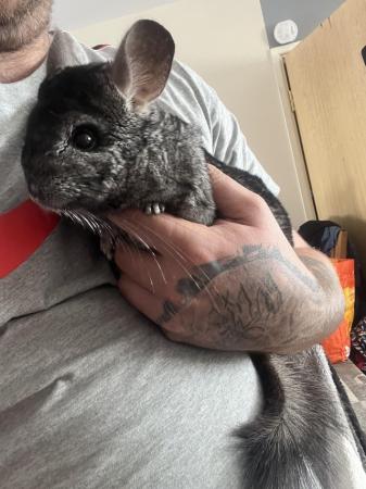 Image 5 of 3year old male chinchillas