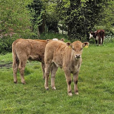 Image 2 of Hereford x cows with Limousin x calves