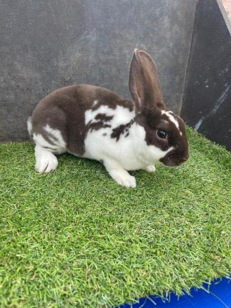 Image 10 of Mini rex rabbits available for loving homes