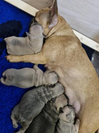 Image 5 of KC Registered French Bulldog Puppies