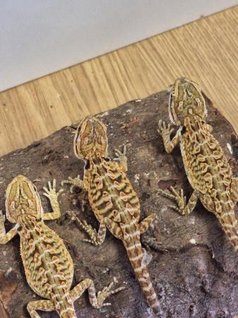 Image 3 of Beautiful Baby bearded dragons for sale